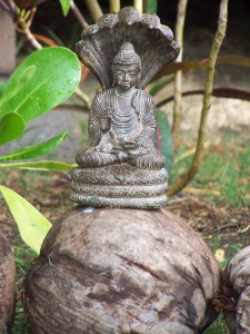 coconut yogi