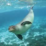 735pxhawaiian_monk_seal