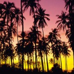 coco_palms_173 coco_palms_173