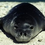 hawaiian_monk_seal