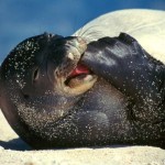 monkseal-on-beach