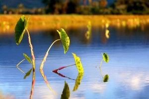 shelah_resize_04 shelah_resize_04
