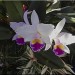 flower1 flower1