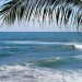 ks219_surfer2 ks219_surfer2
