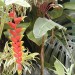 kuraoka-flora