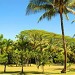 palms_new palms_new