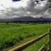 pasture pasture