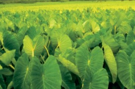 Taro Field. Hanalei Valley. Island of Kauai. Taro Field. Hanalei Valley. Island of Kauai.
