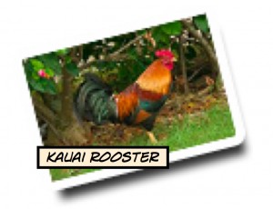 kauai rooster_2 kauai rooster_2
