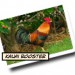 kauai rooster_2