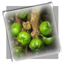 mokihana mokihana